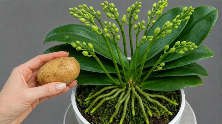 Tylko jeden ziemniak! Orchidee eksplodują korzeniami i kwiatami!
