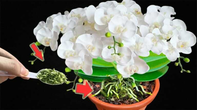 Tylko 1 łyżka! Nawet najsłabsze orchidee rosną i pięknie kwitną