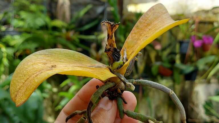 DOWIEDZ SIĘ, JAK URATOWAĆ PRAWIE MARTWĄ ORCHIDEĘ W TYM FILMIE!!!
