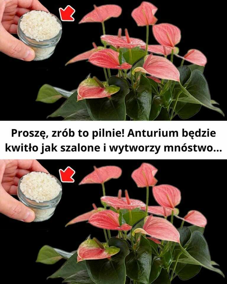 Proszę, zrób to pilnie! Anturium będzie kwitło jak szalone i wytworzy mnóstwo…