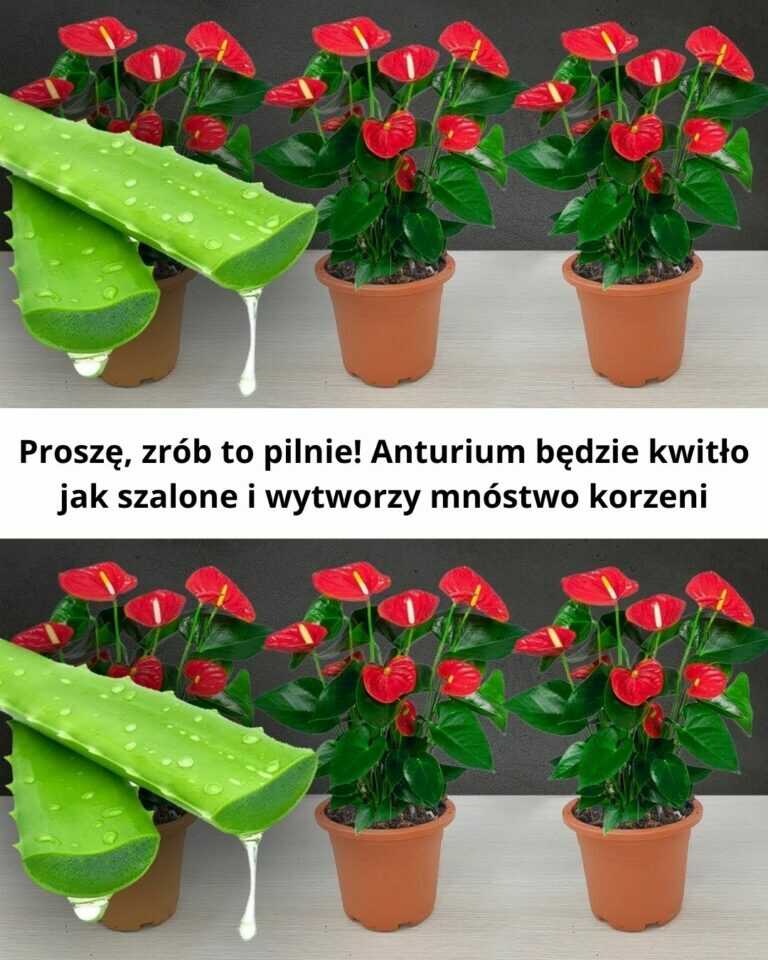 Proszę, zrób to pilnie! Anturium będzie kwitło jak szalone i wytworzy mnóstwo korzeni