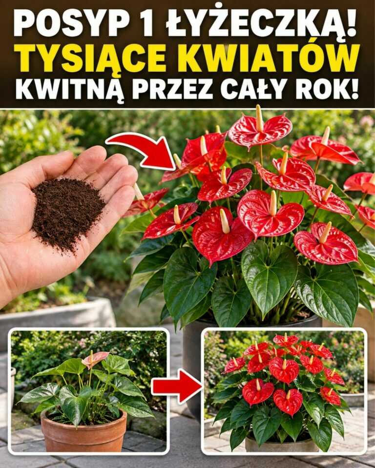 🌸Posyp 1 łyżeczką! Tysiące kwiatów kwitną przez cały rok!
