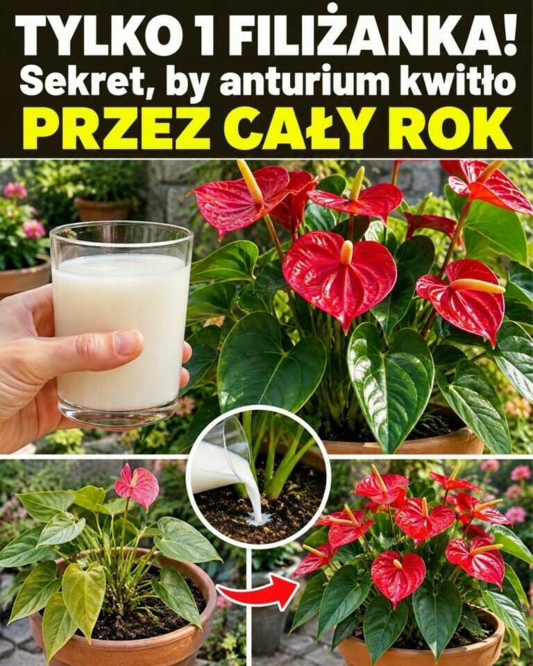 TYLKO 1 FILIŻANKA! Sekret, by anturium kwitło PRZEZ CAŁY ROK