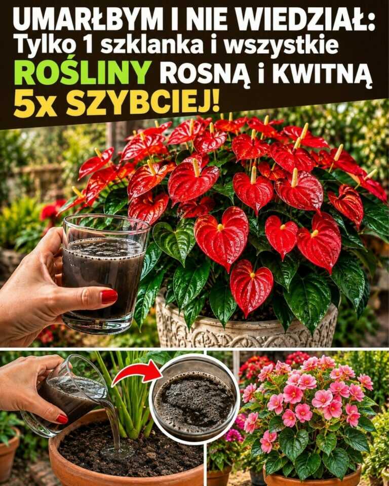 UMARŁBYM I NIE WIEDZIAŁ: Tylko 1 szklanka i wszystkie rośliny ROSNĄ i KWITNĄ 5x SZYBCIEJ