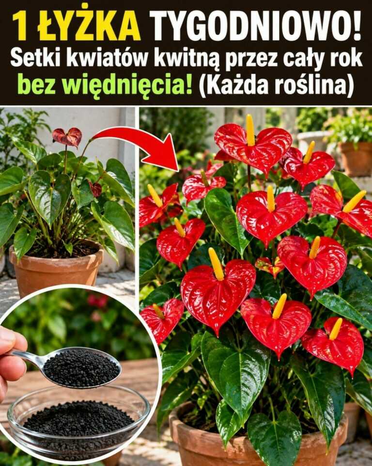 1 ŁYŻKA TYGODNIOWO! Setki kwiatów kwitną przez cały rok bez więdnięcia! (Każda roślina)