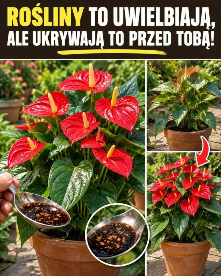 Rośliny to uwielbiają, ale ukrywają to przed tobą