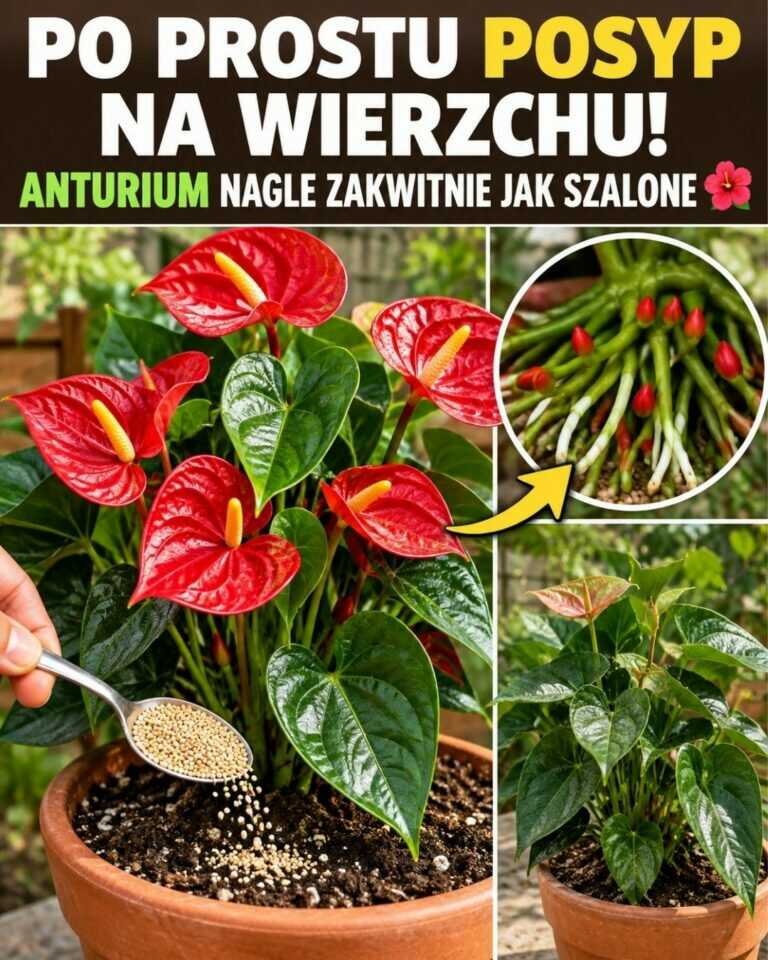 Po prostu posyp na wierzchu! Anturium nagle zakwitnie jak szalone 🌺