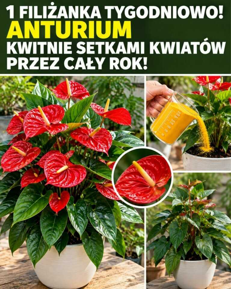 1 filiżanka tygodniowo! Anturium kwitnie setkami kwiatów przez cały rok!