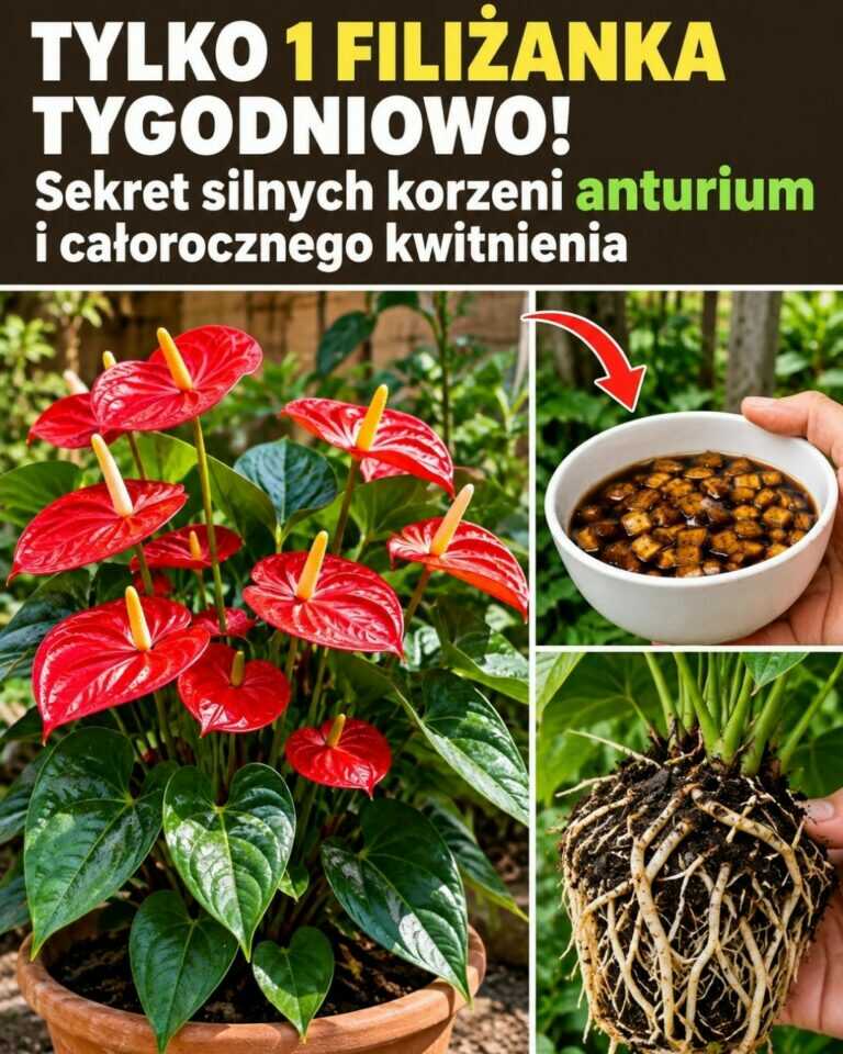 Tylko 1 filiżanka tygodniowo! Sekret silnych korzeni anturium i całorocznego kwitnienia