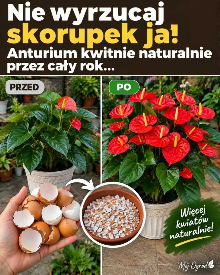 Nie wyrzucaj skorupek jaj! Anturium kwitnie naturalnie przez cały rok