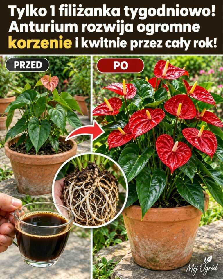 Tylko 1 filiżanka tygodniowo! Anturium rozwija ogromne korzenie i kwitnie przez cały rok