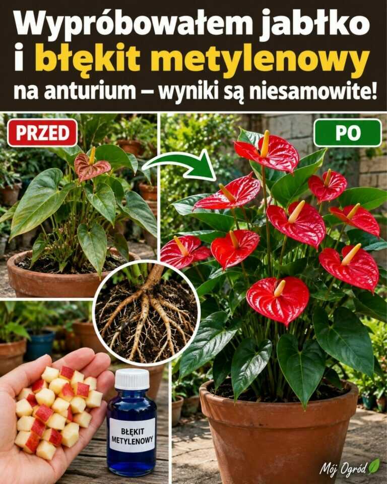 Wypróbowałem jabłko i błękit metylenowy na anturium — wyniki są niesamowite!