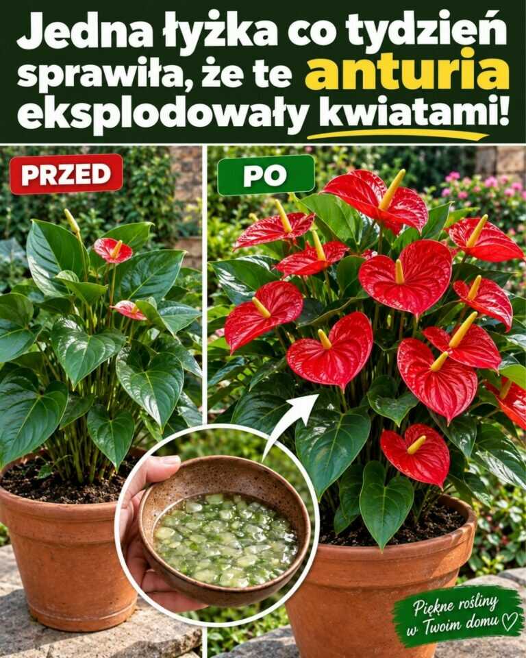 Jedna łyżka co tydzień sprawiła, że te anturia eksplodowały kwiatami