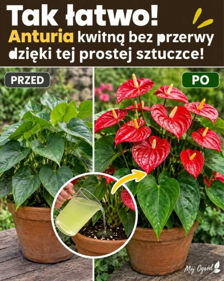 Tak łatwo! Anturia kwitną bez przerwy dzięki tej prostej sztuczce!