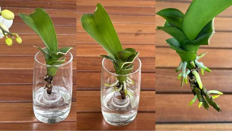 Uma maneira mágica de fazer crescer instantaneamente raízes e folhas jovens nas orquídeas