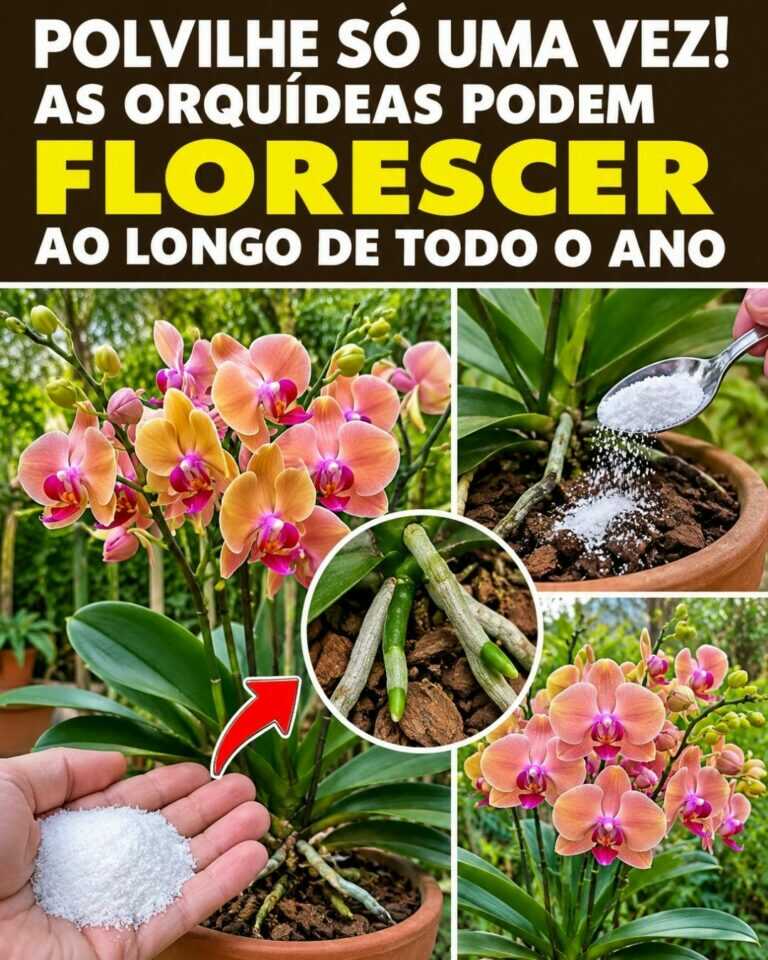 Polvilhe só uma vez! As orquídeas podem continuar a florescer ao longo de todo o ano