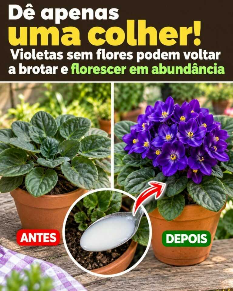 Dê apenas uma colher! Violetas sem flores podem voltar a brotar e florescer em abundância