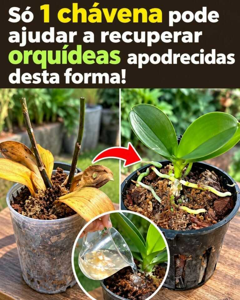 Só 1 chávena pode ajudar a recuperar orquídeas apodrecidas desta forma