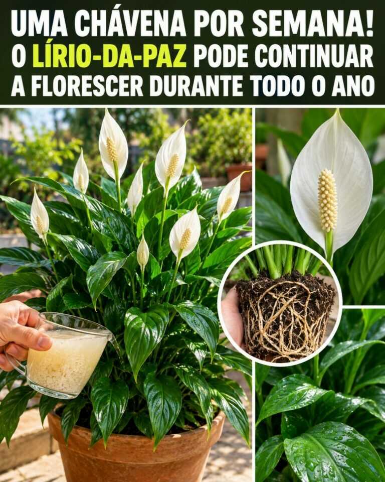 Uma chávena por semana! O lírio-da-paz pode continuar a florescer durante todo o ano