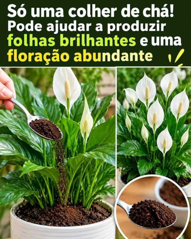 Só uma colher de chá! Pode ajudar a produzir folhas brilhantes e uma floração abundante