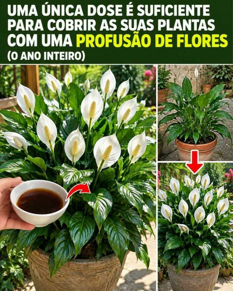 Uma única dose pode deixar as suas plantas cheias de flores durante muito mais tempo