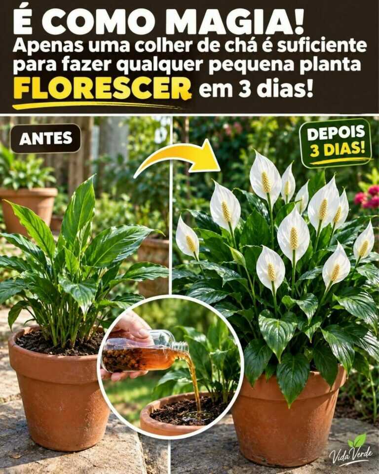 PARECE MAGIA! Só 1 colher de chá pode ajudar uma pequena planta a FLORESCER em poucos dias