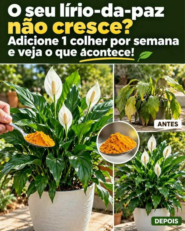 O seu lírio-da-paz não cresce? Adicione 1 colher por semana e observe a mudança