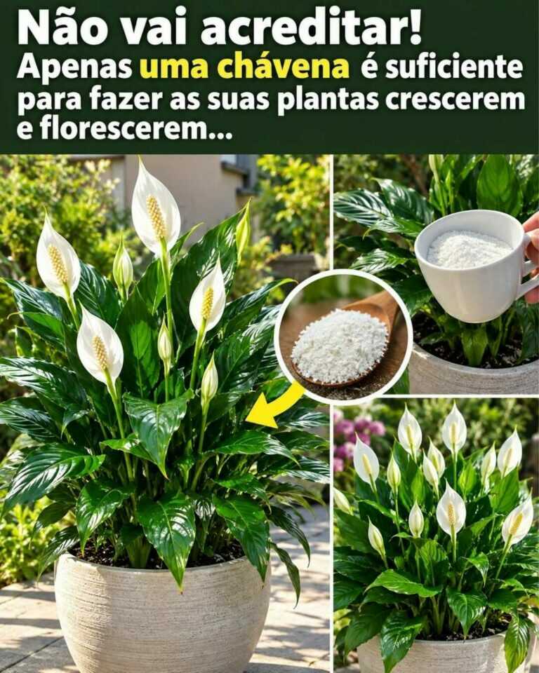É difícil acreditar! Só uma chávena pode ajudar as plantas a crescer e florescer melhor
