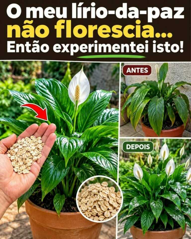 O meu lírio-da-paz não dava flores… então experimentei isto
