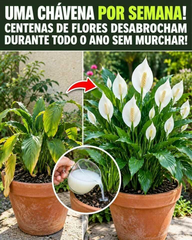 Uma chávena por semana! Centenas de flores podem surgir ao longo do ano