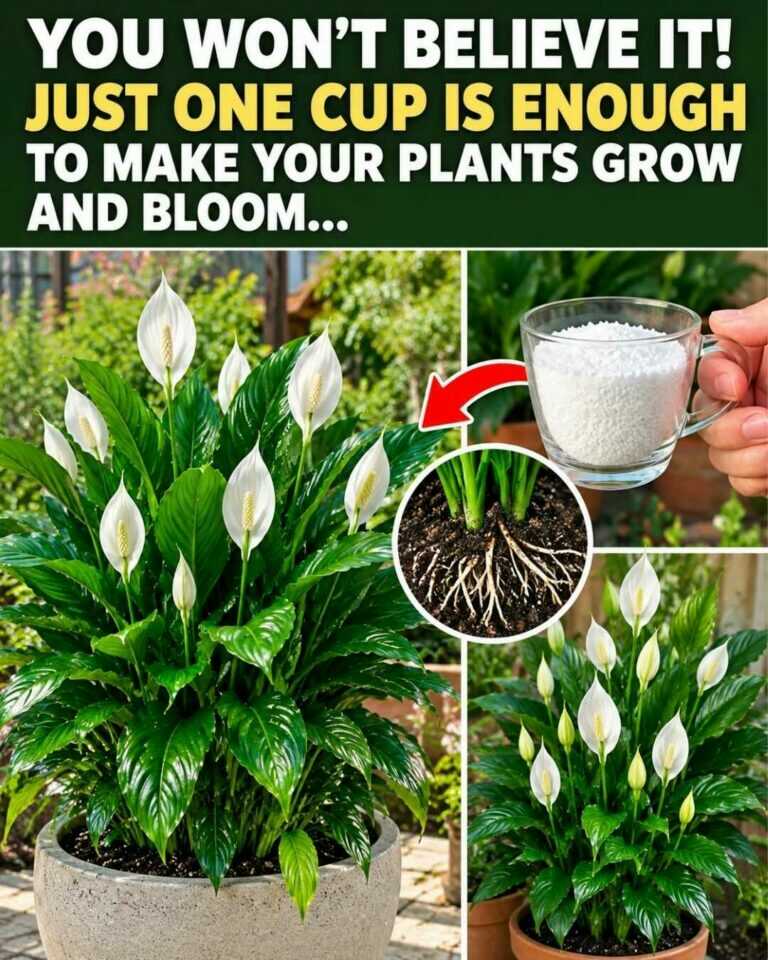 🌸 Vai surpreender-se! Apenas uma chávena pode ajudar as plantas a crescer e florescer melhor