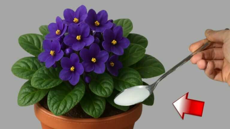 Dê apenas uma colher! As violetas sem flores vão brotar e florescer abundantemente.
