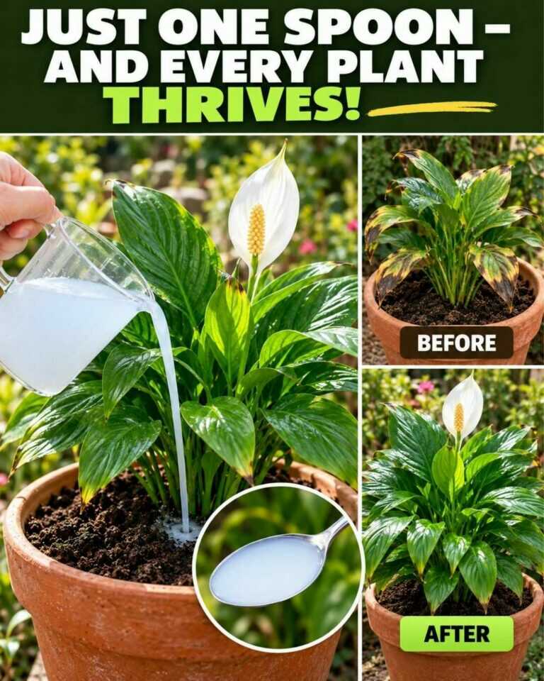 🌸 Apenas uma colher sob qualquer planta — e ela pode começar a recuperar rapidamente