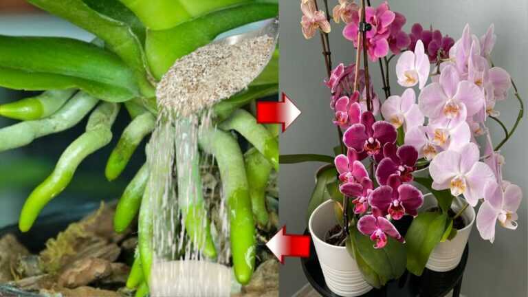 Faça isto com urgência no outono! Até a orquídea mais fraca que nunca floresceu ficará feliz!