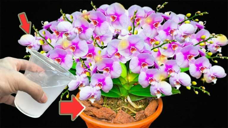 1 chávena por mês! As orquídeas crescem 300 vezes mais depressa e florescem durante todo o ano