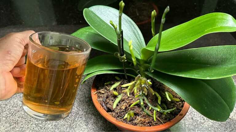 Com apenas uma chávena, as orquídeas desenvolvem raízes vigorosas e florescem continuamente.