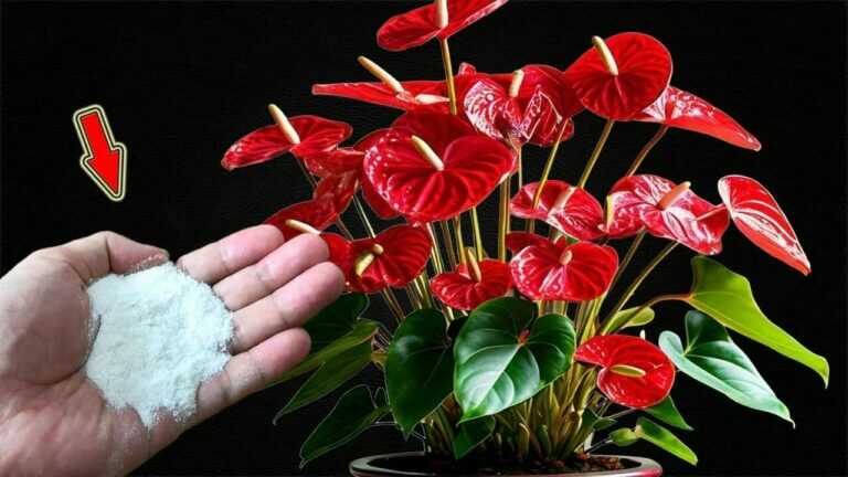 Polvilhe um pouco por cima! Milhares de flores florescem o ano todo!