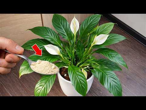 🌸 É mágico. Apenas 1 colher faz explodir tantas flores (qualquer planta)