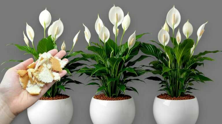 🌸Eu morreria sem saber: Coloque pão nas plantas e faça-as explodir com tantas flores
