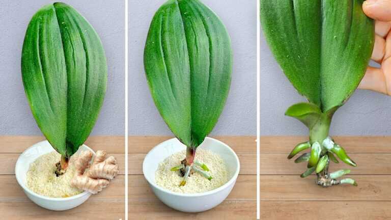 🌸Basta ter gengibre! As folhas das orquídeas desenvolvem imediatamente raízes …