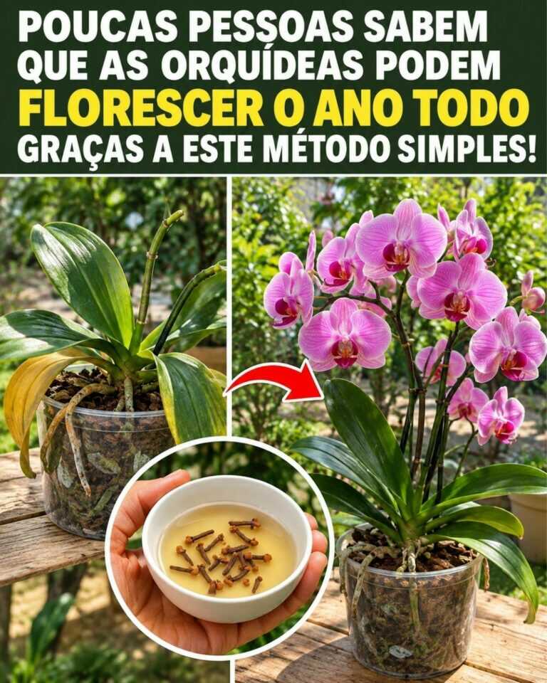 🌸Poucas pessoas sabem que as orquídeas podem florescer o ano inteiro graças a este método simples!