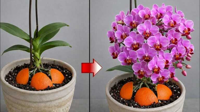 Coloque um pedaço de madeira sob uma orquídea em flor! Ela de repente começará a criar ramos