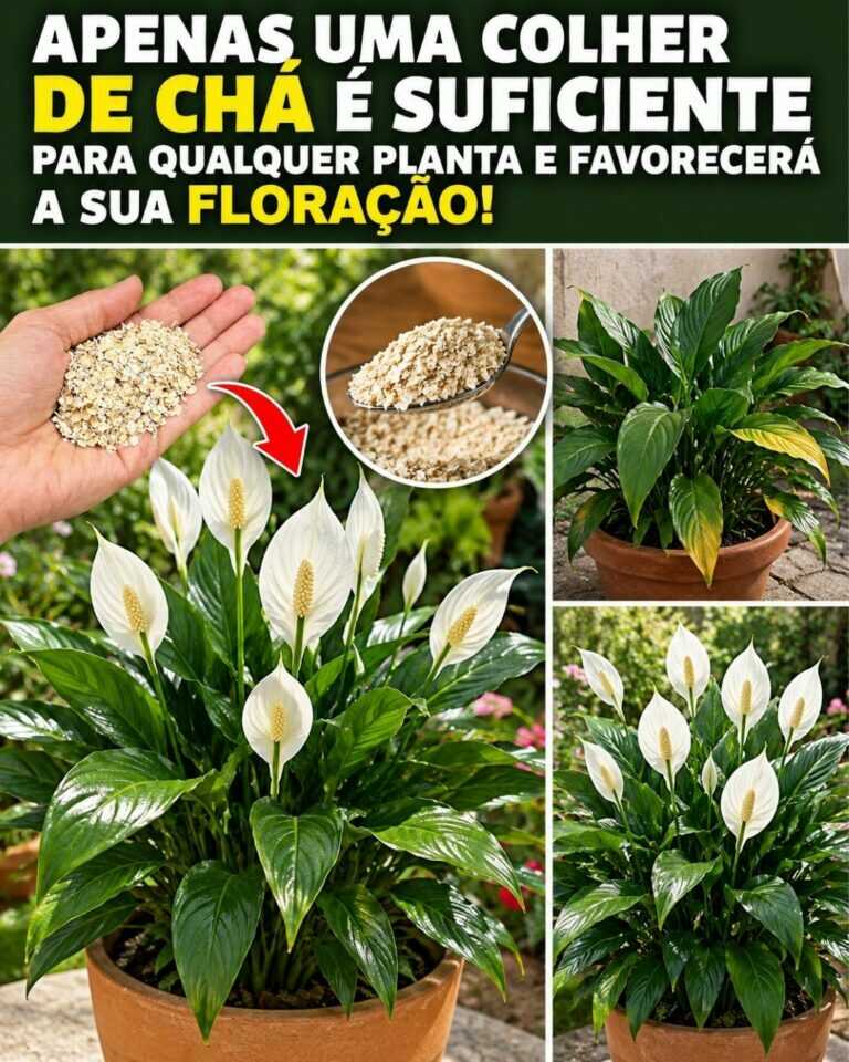 🌸Apenas uma colher de chá é suficiente para qualquer planta e favorecerá a sua floração!