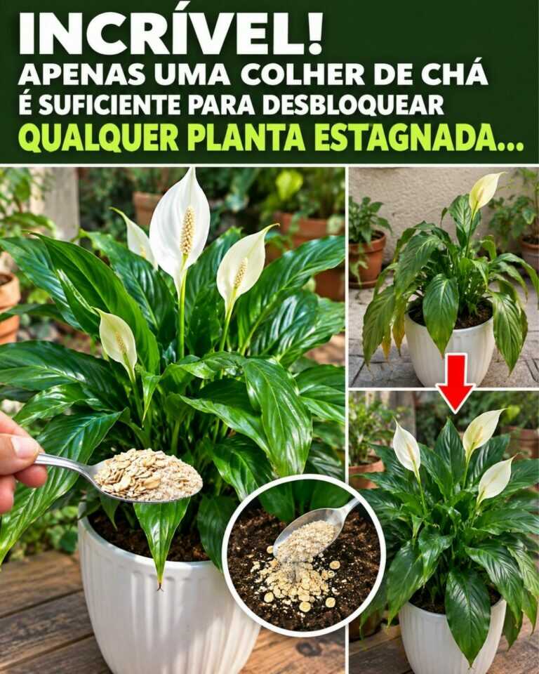🌸Incrível! Apenas uma colher de chá é suficiente para desbloquear qualquer planta estagnada…