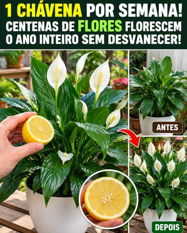 🌸1 chávena por semana! Centenas de flores florescem o ano inteiro sem desvanecer!