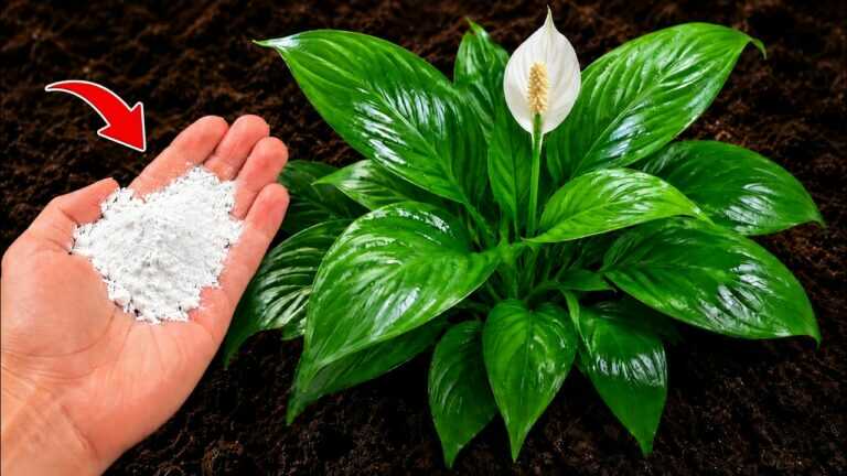 APENAS 1 Colher Faz Qualquer Planta FLORESCER 10x MAIS RÁPIDO (Truque dos PROFISSIONAIS)