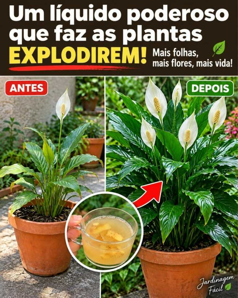 🌸Um líquido poderoso que faz as plantas explodirem! 🔥