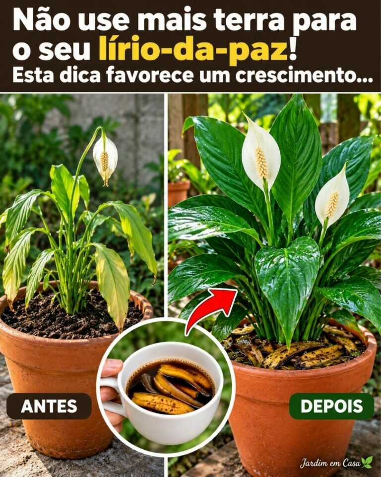 🌸Não use mais terra para o seu lírio-da-paz! Esta dica favorece um crescimento …