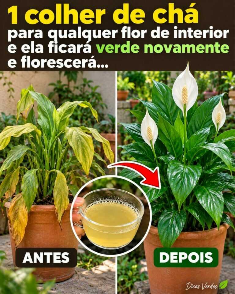 1 colher de chá para qualquer flor de interior e ela ficará verde novamente e florescerá…