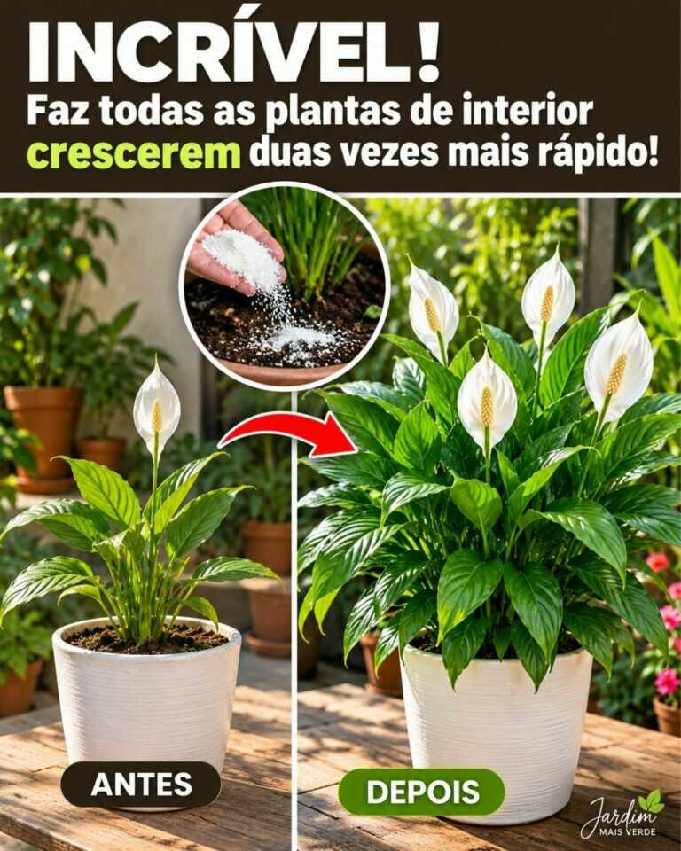 INCRÍVEL! Faz todas as plantas de interior crescerem duas vezes mais rápido!